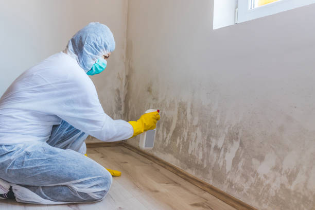 Licensed Basement Mold Remediation service in Jefferson, GA - WQB Mold Removal