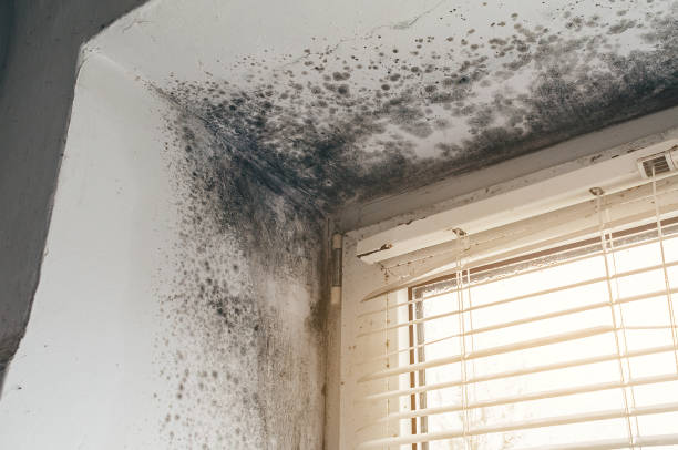 Affordable Basement Mold Remediation solutions in Jefferson, GA